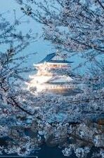 2018最新伦理宅宅网图片-2018年最新伦理宅宅网图片，网络文化与道德边界的微妙平衡
